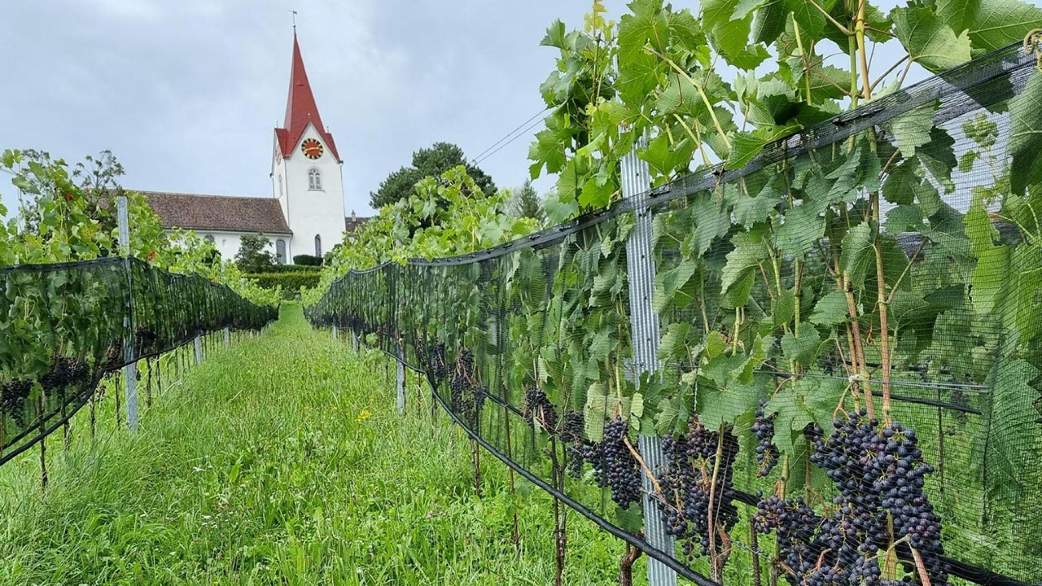 Juckerhof Farm